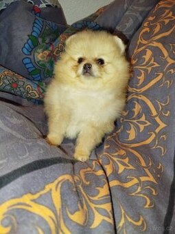 Pomeranian