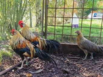 Fenix oranžovokrký zakrslý