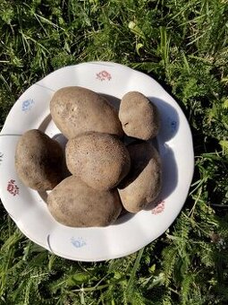 Brambory k uskladnění.