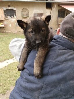 Německý ovčák štěňata