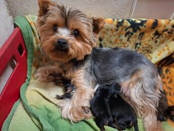 Štěně Yorkširského teriéra mini BP