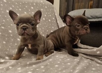 Francouzsky buldoček