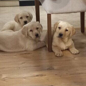 LABRADORSKÝ RETRÍVR  LABRADOR