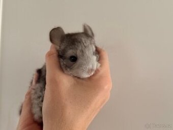 Činčila mládě samičky