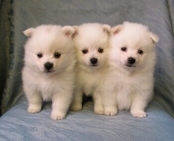 Pomeranian bez pp štěňátka