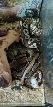 Prodám dvě krajty královské