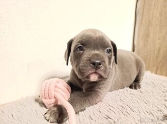 American Bully Standard