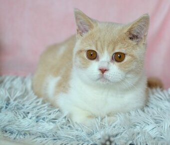 Britský bicolorní kocourek s PP