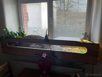 Želva sulcata ostruhata