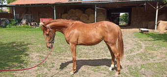 PRODÁM  KOBYLKU  CS,NAROZ. 21.6.2023