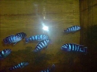 prodám chovnou skupinu Pseudotropheus demasoni