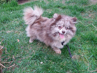 Německý špic  pomerian