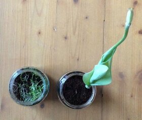 Tulipán a zemědělské rostliny