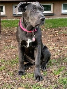 Cane Corso 8měs.