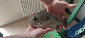 Geophagus Sveni f1