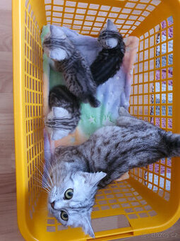 Prodám kotata Whiskas - 1