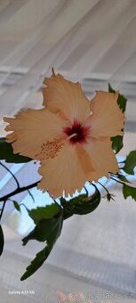 Ibišek Dainty Mango  a pelargonie