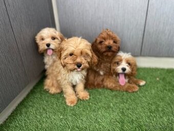 cavapoo