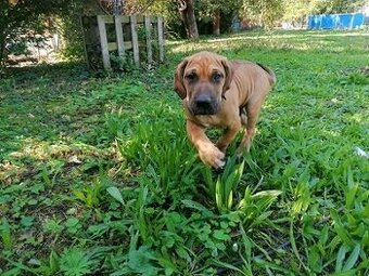 Brazilská fila, štěňata s PP