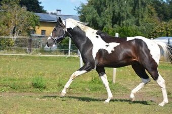 APH  3 letý hřebec