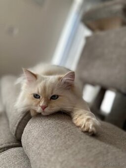 Něvská maškaráda s PP kocourek CH’Chip