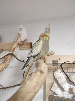 Korely(samečci s DNA testem)