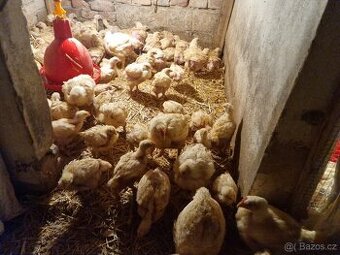 Brojleři, brojlerová kuřata, brojlerové kuře