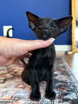 Orientální koťe Perseus Marbleficent s PP