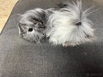 morče, morčata - peruánec prodej