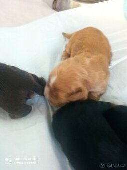 Anglický kokršpaněl zlatá fenka