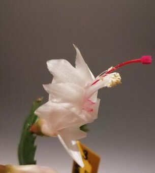 Schlumbergera - Vánoční kaktus: Bílý NOID (řízek)