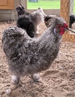 Krásný USA kohoutek krahujčí