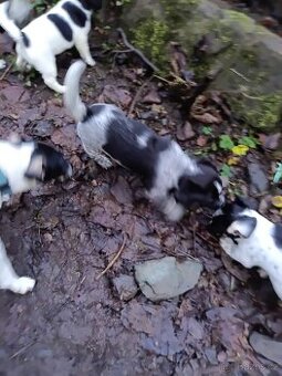 Jack Russell teriér krizenci