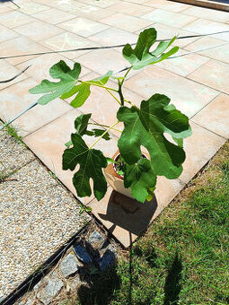 cca 50cm, mrazuvzdorný fíkovník (Ficus carica) Brown Turkey