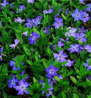 BARVÍNEK - Brčál menší: stálezelený-zašlu min. 6ks