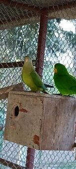 Papoušek nádherný