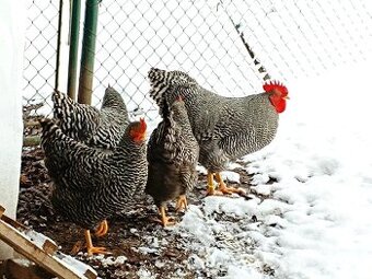 Amroks NV + kuřátka můžu poslat přes Přivez zvíře