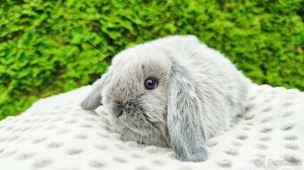 Zakrslý beránek, králíček, králík - NELA