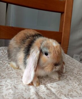 Zakrslý beránek králíček