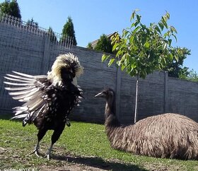 Emu hnědý tříletý pár
