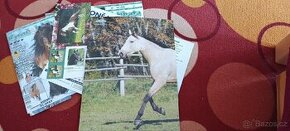 Koně a hříbata 37 kusů, plakáty+pohlednice - 1
