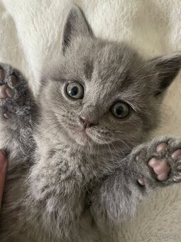 Продаю британських кошенят