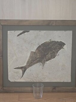 Zkamenela ryba Diplomistus Donatus