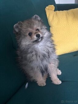 Pomeranian fenecka s PP