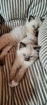 ragdoll kočičky