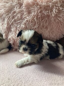 Shih-tzu (šicu) - 1