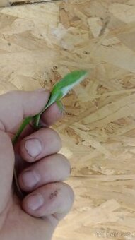 Anolis rudokrký (Anolis carolinensis) 1,1 - 1