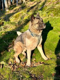 Nabízím krytí – Americká akita (pes)