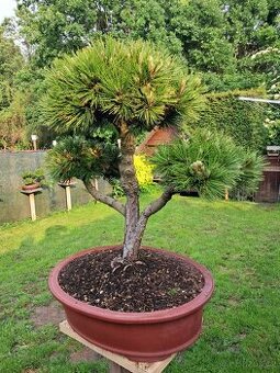 Bonsai,bonsaj Borovice