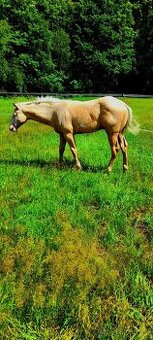 hříbě APH paint horse